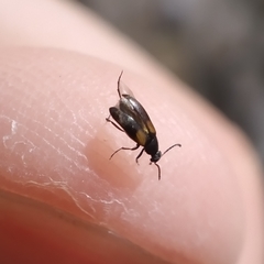 Anaspis fasciata