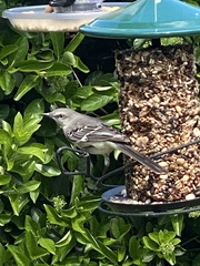 Mimus polyglottos image