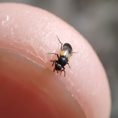 Anaspis fasciata
