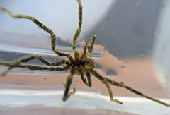 Ammothea hilgendorfi