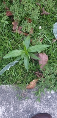 Hippobroma longiflora