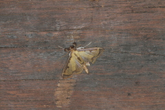 Goniorhynchus salaconalis