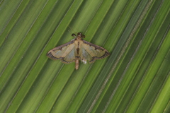 Goniorhynchus salaconalis