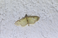 Goniorhynchus salaconalis