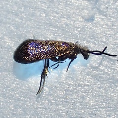 Eriocraniella