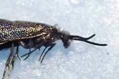 Eriocraniella