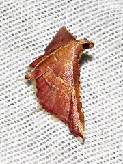 Endotricha erythralis