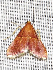 Endotricha erythralis