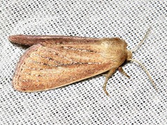 Aspidifrontia rufescens