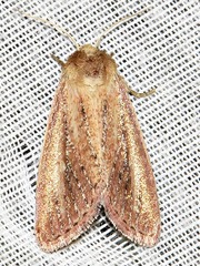 Aspidifrontia rufescens