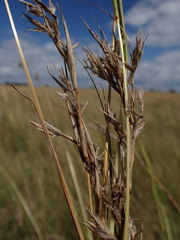 Cymbopogon pospischilii