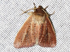 Aspidifrontia rufescens