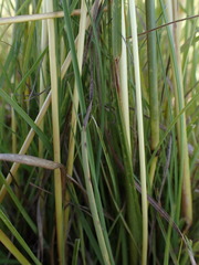 Cymbopogon pospischilii