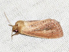 Aspidifrontia rufescens