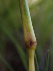 Cymbopogon pospischilii