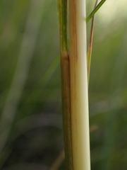 Cymbopogon pospischilii