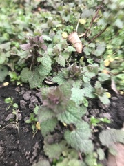 Lamium purpureum