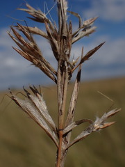 Cymbopogon pospischilii