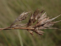 Cymbopogon pospischilii