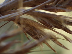 Cymbopogon pospischilii