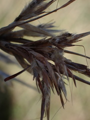 Cymbopogon pospischilii