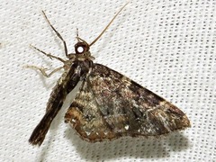 Melanthia ustiplaga