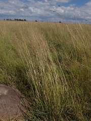 Eragrostis gummiflua