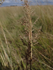 Eragrostis gummiflua