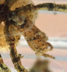 Ammothea hilgendorfi