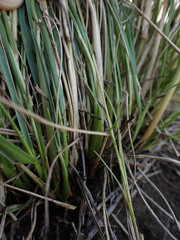 Eragrostis gummiflua