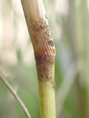 Eragrostis gummiflua