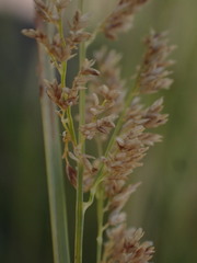Eragrostis gummiflua