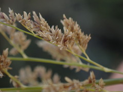 Eragrostis gummiflua