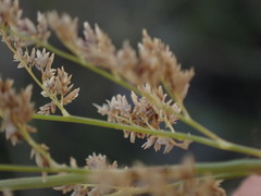 Eragrostis gummiflua