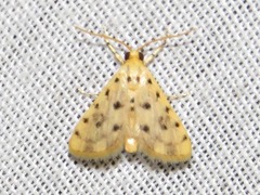 Calamoschoena stictalis