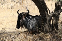 Connochaetes taurinus