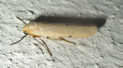 Zobida similipuncta