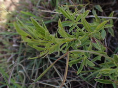 Lippia javanica