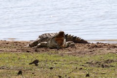 Crocodylus niloticus africanus