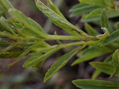 Lippia javanica