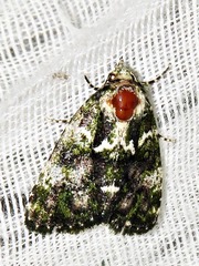 Iambia melanochlora