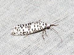 Yponomeuta strigillatus