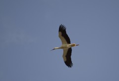 Ciconia ciconia
