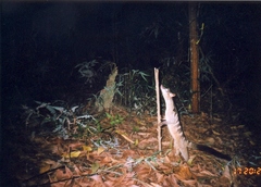 Banded Palm Civet photo 4
