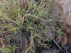 Urochloa serrata