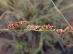 Urochloa serrata