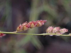 Urochloa serrata