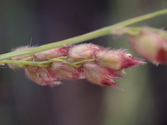 Urochloa serrata