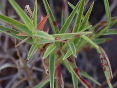 Urochloa serrata