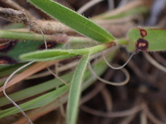 Urochloa serrata